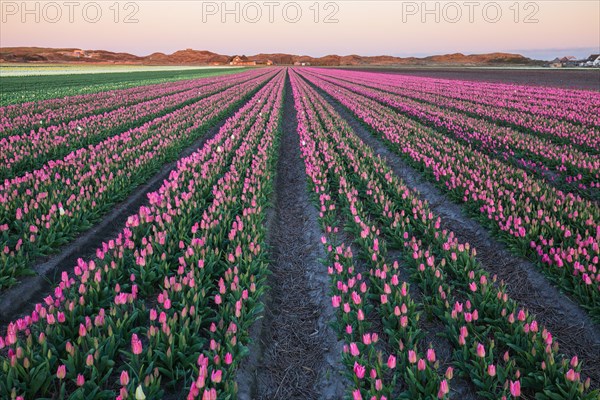 Flower field with tulips