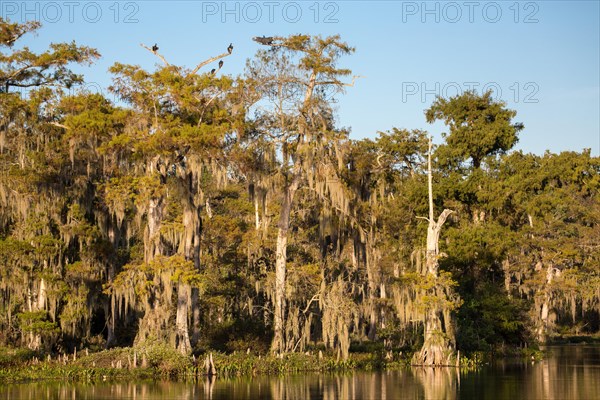 Cypresses