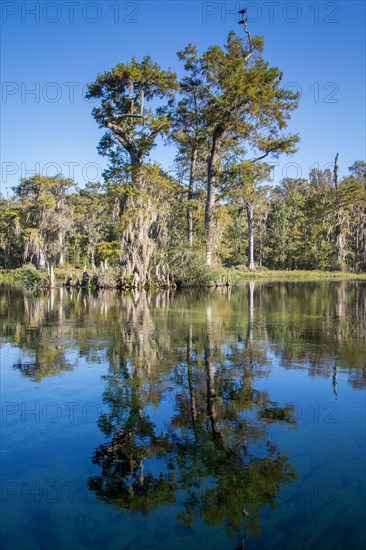 Cypresses