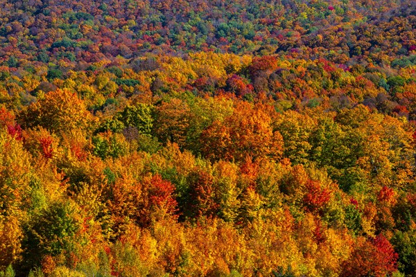 Forest with bright autumn colors Bromont Quebec Canada