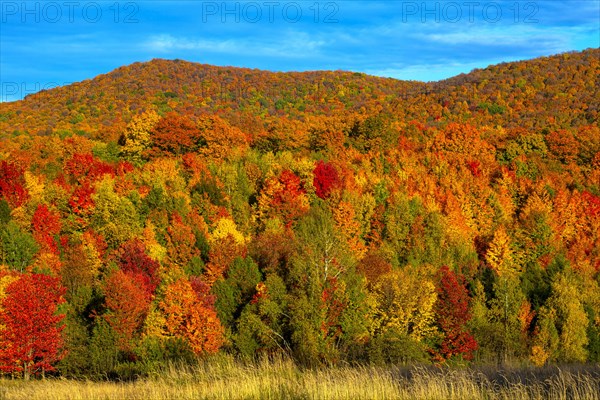 Deciduous forest in bright autumn colours