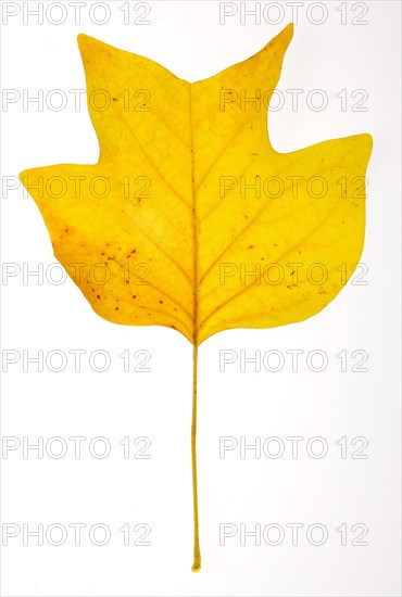 Sheet of the American tulip tree