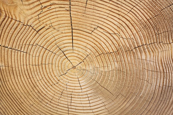 Cross section of a tree trunk with annual rings