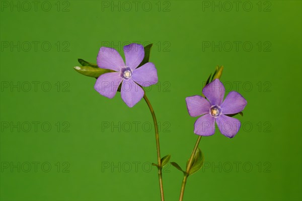 Lesser periwinkle