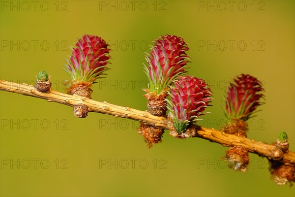 Female flowers of larch