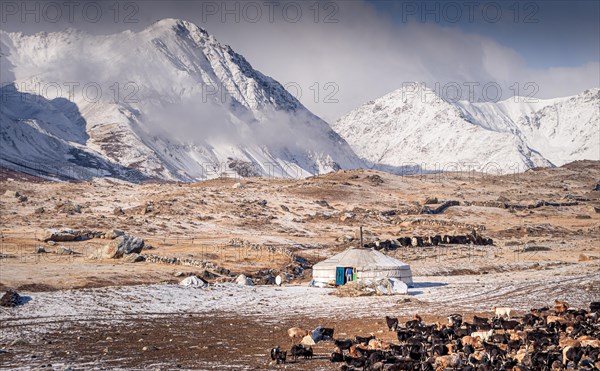 Yurt and flock of sheep in front of snowy Altai Mountains in autumn