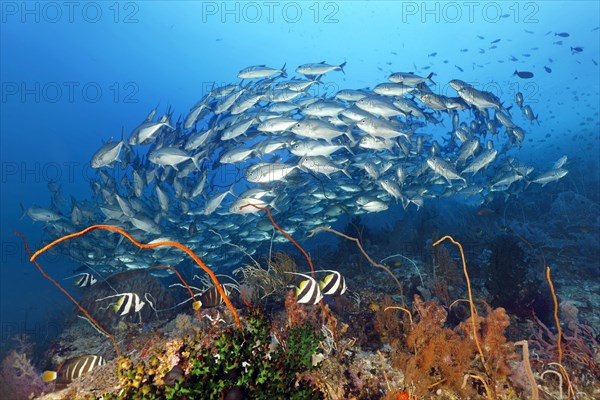 Coral reef with various soft corals