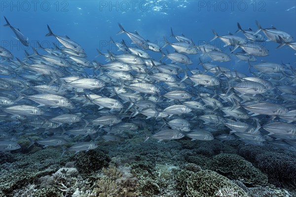 Swarm Bigeye trevallies