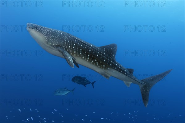 Whale shark