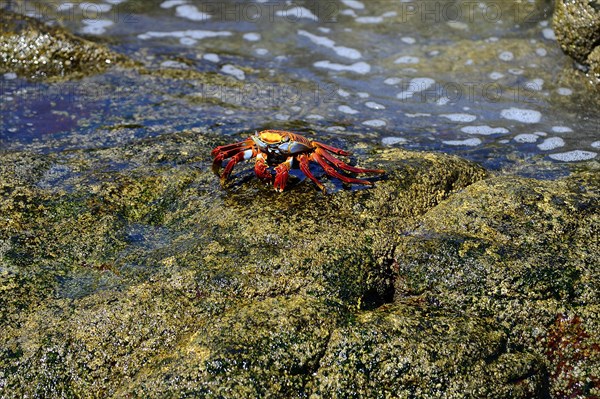 Red rock crab