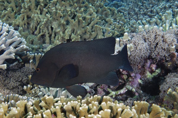 Redmouth Grouper