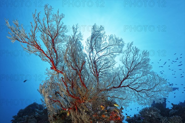 Reef drop-off with large Melithaea gorgonians