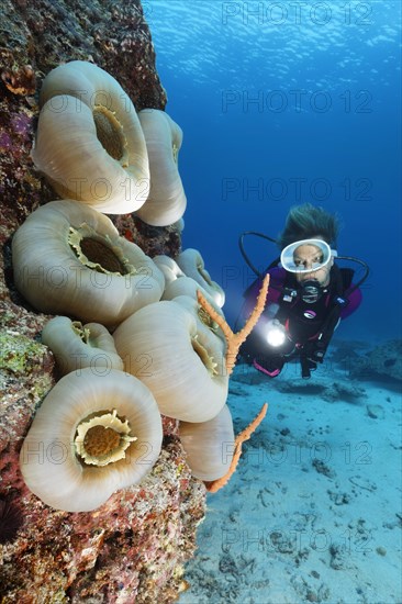 Diver viewing Disc Anemone