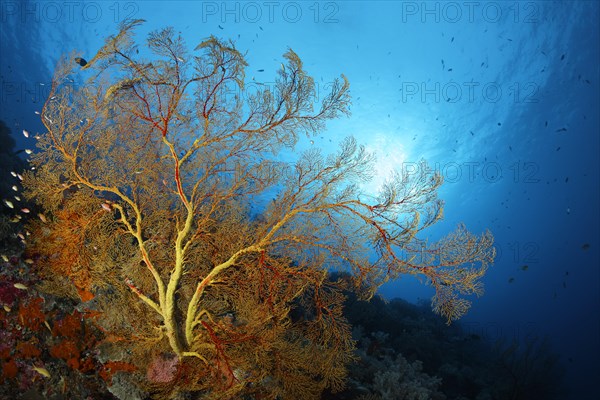 Coral reef with large Melthaea gorgonian