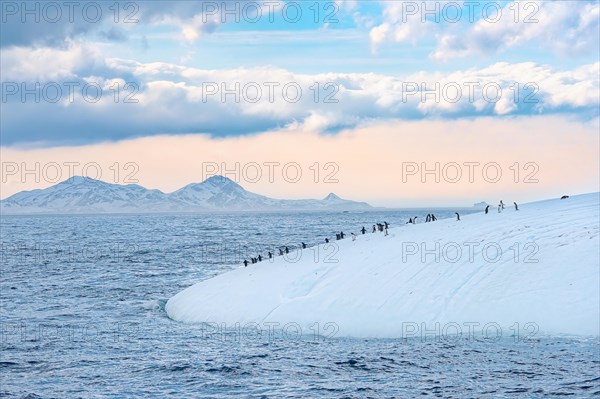 Gentoo penguins