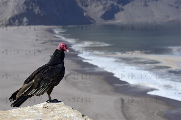 Turkey vulture