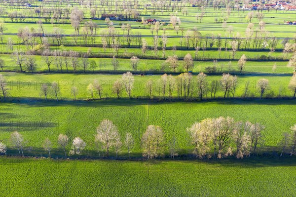 Hedge landscape in the Isar valley between Gaissach and Arzbach