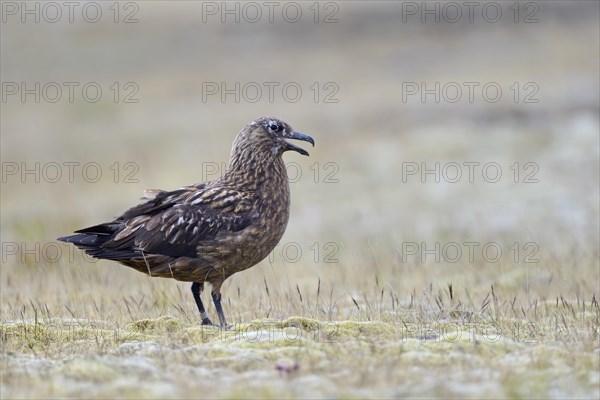 Skua