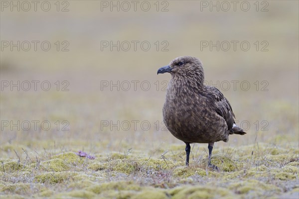 Skua