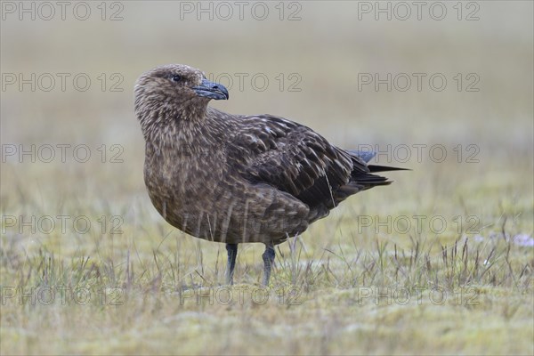 Skua