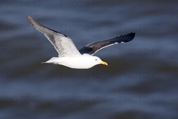 Lesser black-backed gull