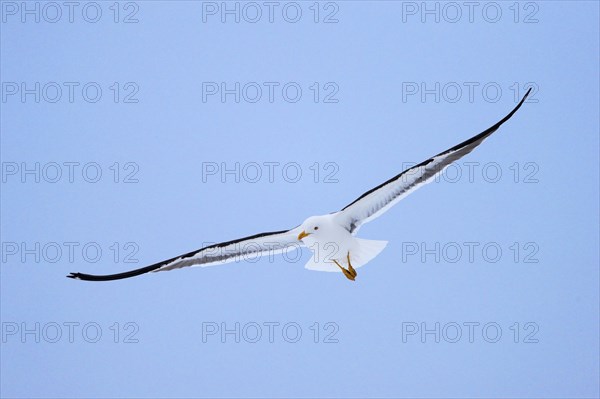 Flying Lesser black-backed gull