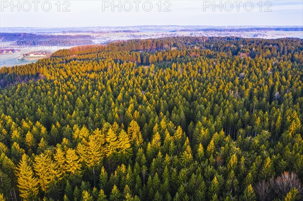 Spruce forest in the morning light