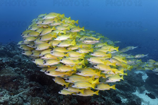 Swarm of fish Bluestripe snapper