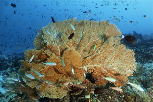 Giant Sea Fan