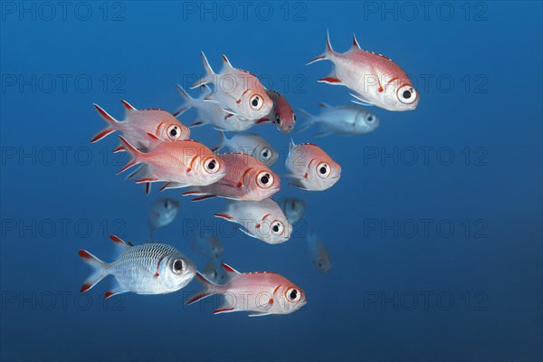 Pinecone soldierfish