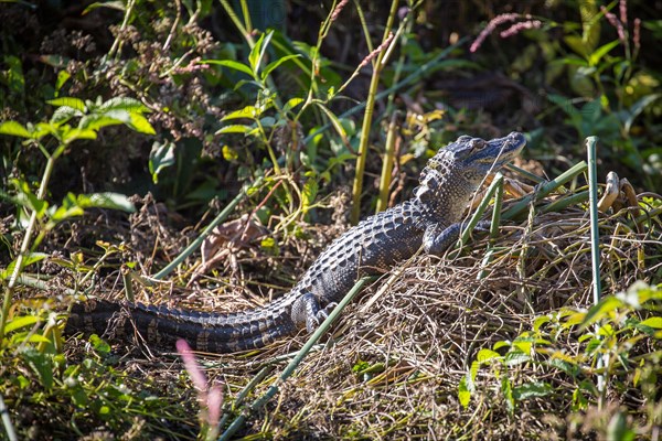 Juvenile American alligator