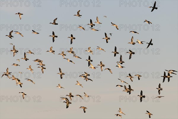 Eurasian Wigeons