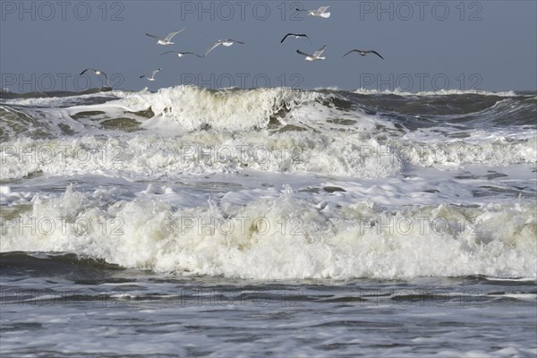 Gulls flying over the stormy North Sea