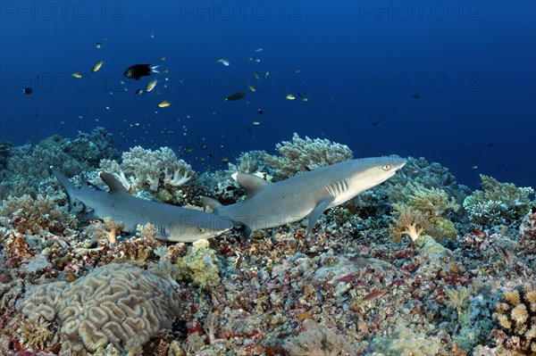 Whitetip reef sharks