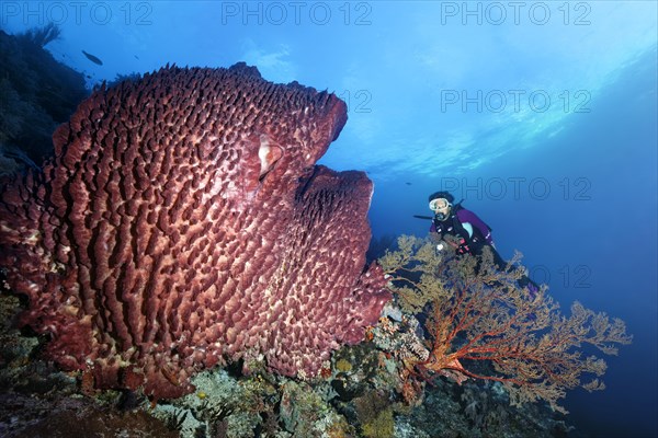 Diver behind Melithaea Gorgonie