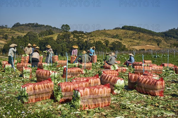 Shan farmers