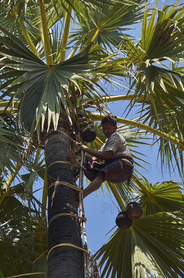 Man climbing palmyra palm