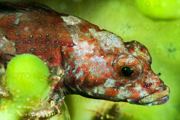 Stone sculpin