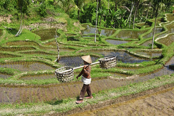 Rice farmer in the rice paddies of Tegallalang