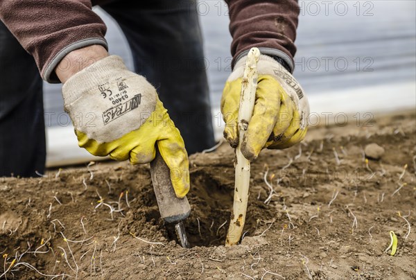 Seasonal workers working on an asparagus field while harvesting asparagus