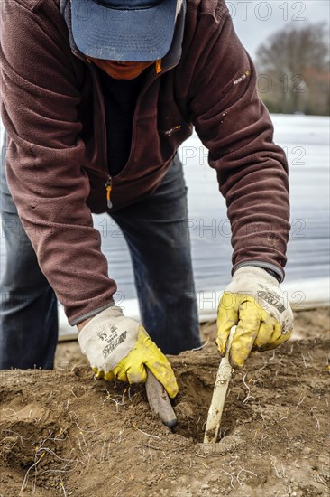 Seasonal workers working on an asparagus field while harvesting asparagus