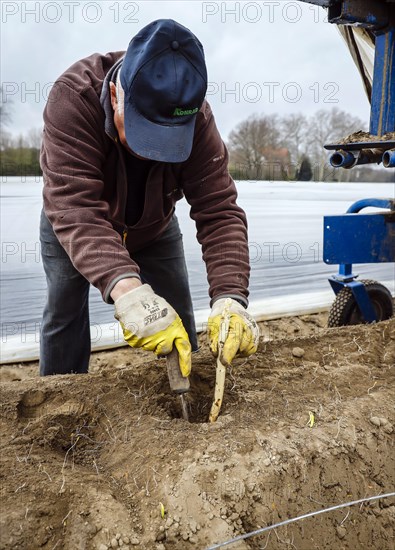 Seasonal workers working on an asparagus field while harvesting asparagus