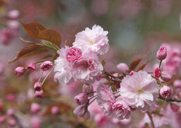 Japanese Cherry