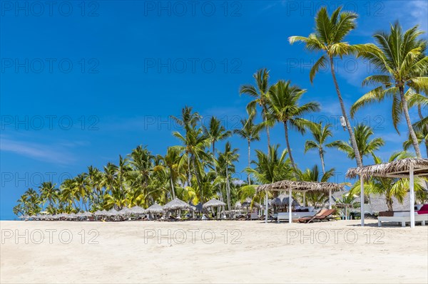 Row of palm trees