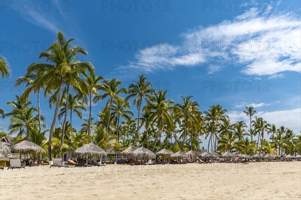 Row of palm trees