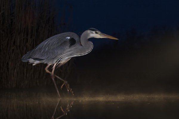 Grey heron