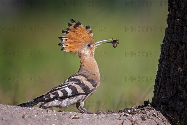 Hoopoe