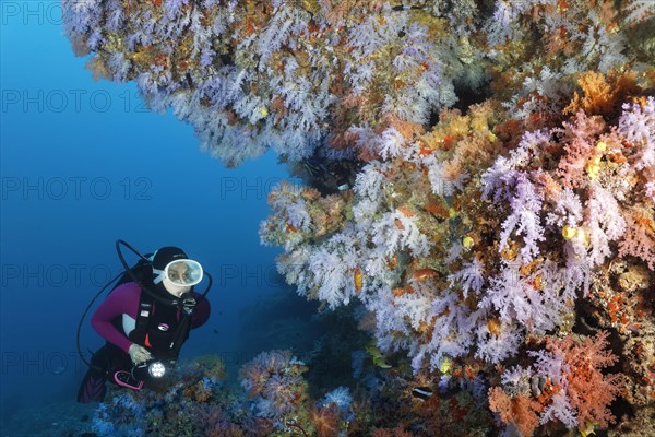 Diver views overhang densely covered with many different soft corals