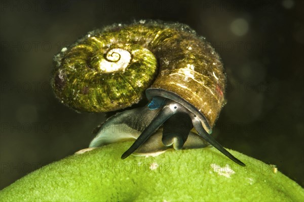 Baikal water snail