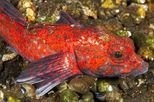 Red Baikal sculpin